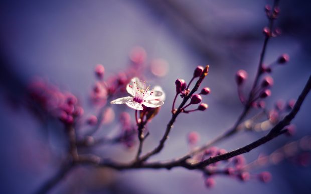 Cherry blossom hd wallpapers.