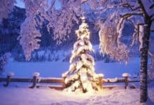 Snow-covered Christmas tree with lights in winter landscape.