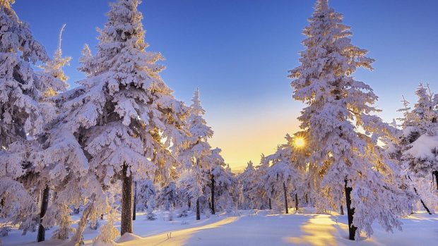 Christmas tree snow winter wallpaper.