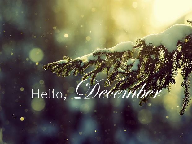 Christmas trees branches cold depth of field nature snow winter Hello December.