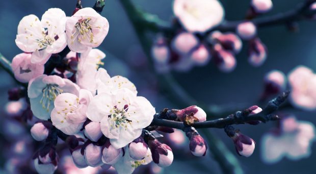 Close up of cherry blossom wallpaper 1920x1080.