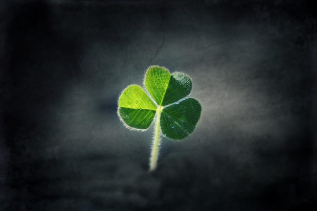 Clover HD Wallpapers Free Download.