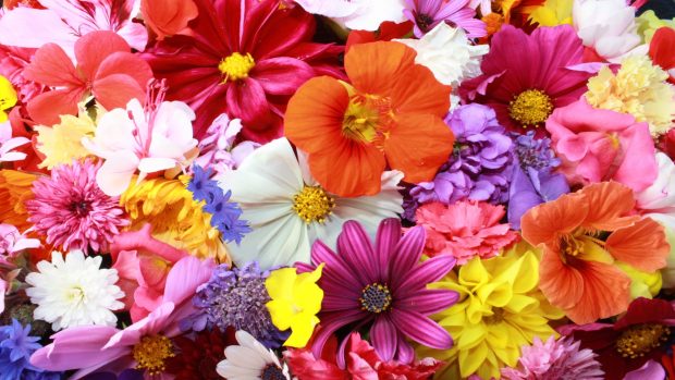 Colorful Flowers Various Types Of Background HD 1920x1080.