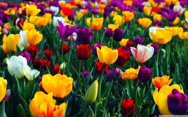 Colorful flowers wallpaper in spring new.