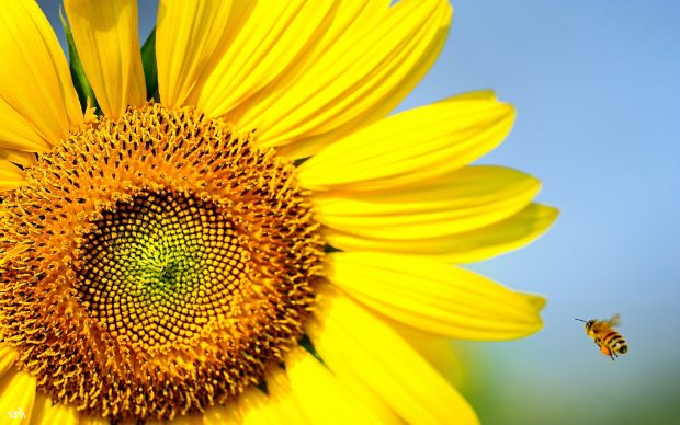 Cool sunflower wallpaper.