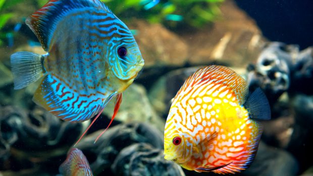 Coral Reef Fish Tank Wallpapers Desktop.