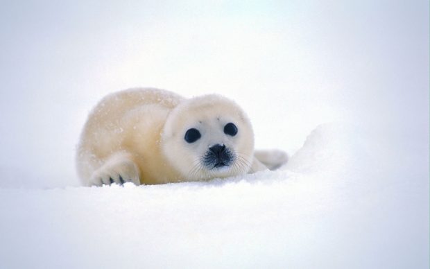 Cute Baby Snow Winter Background