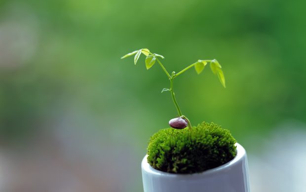 Cute plant hd wallpapers.