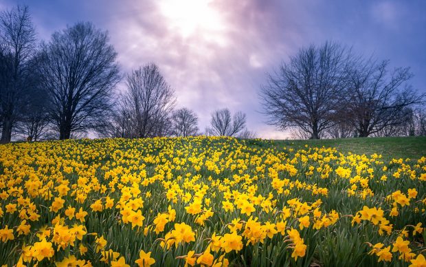Daffodil field images 1920x1200.