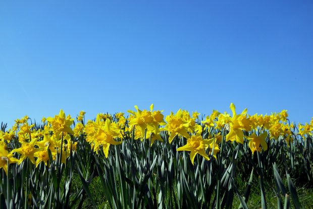 Daffodil photos download free.