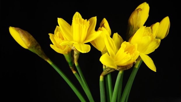 Daffodils wallpaper 1920x1080.