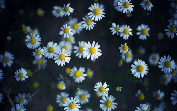 Daisies photos 2560x1600.