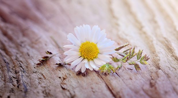Daisy flower on a wooden table wallpaper 1920x1080.