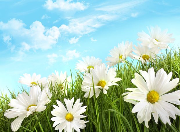 Daisy images download.