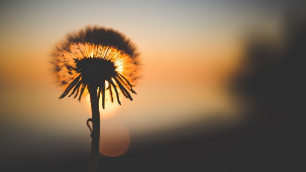 Dandelion sunset silhouette 3840x2160.