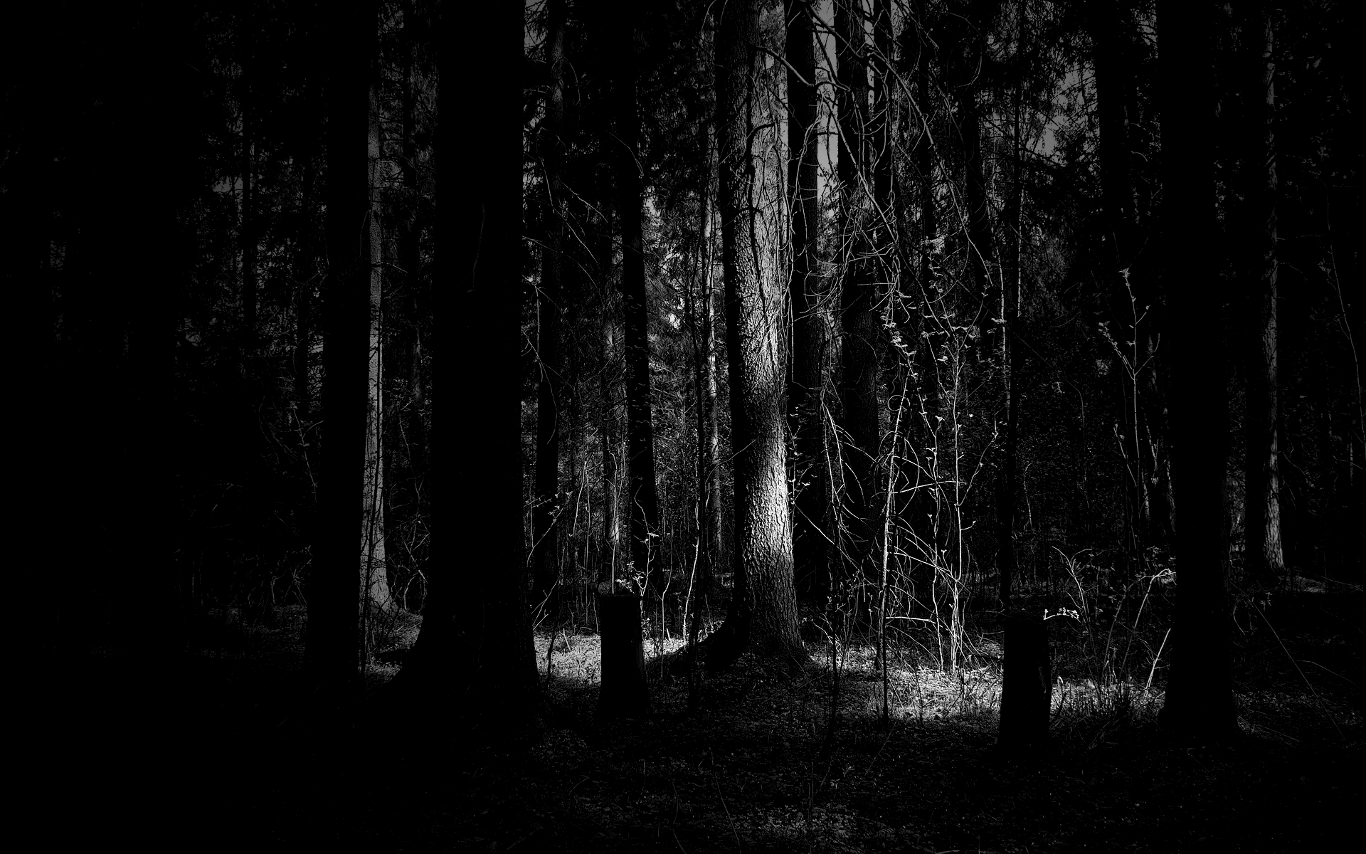 Dark woods nature hd wallpaper 1920x1200.