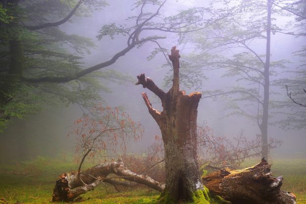 Dead tree in a foggy forest 2000x1333 wallpaper.
