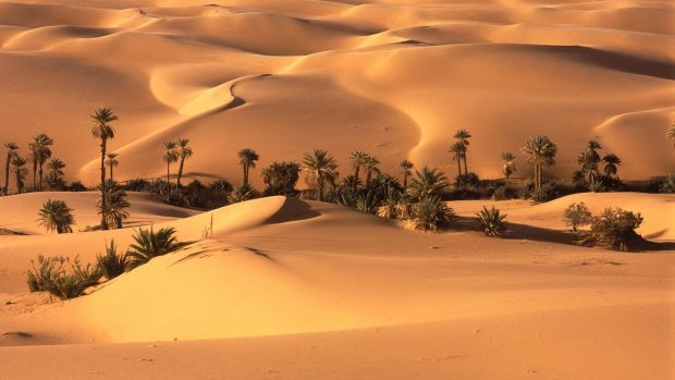 Desert oasis vegetation trees palm trees sand backgrounds 1920x1080.