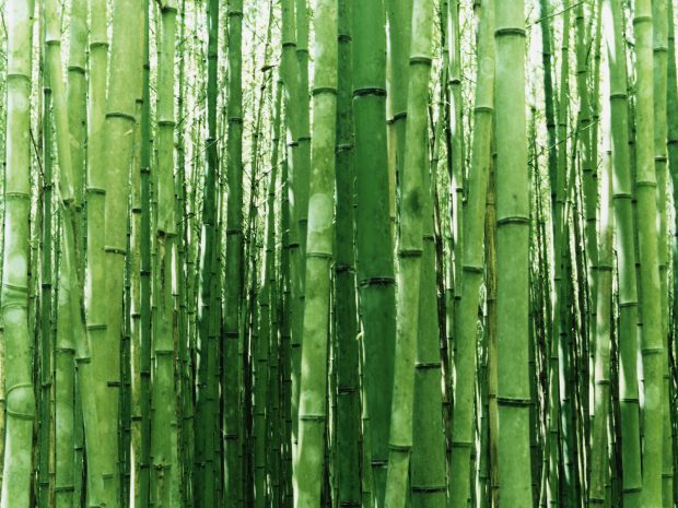 Desktop Bamboo Forest Photos.