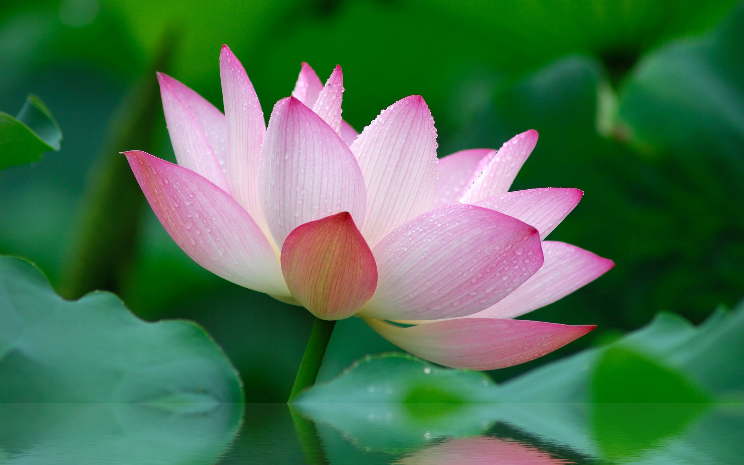 Download Free Lotus Wallpapers Pixelstalk