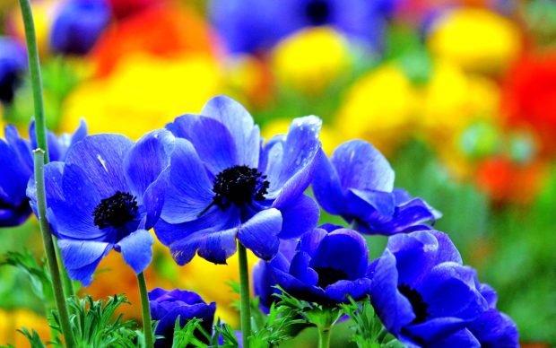 Desktop New Nice Photos Flower.