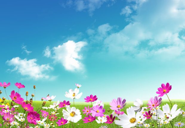 Desktop Spring HD Wallpapers Photos Download new.