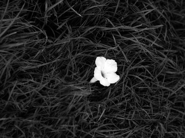 Desktop Wallpapers Black and White Flower Wallpaper