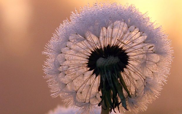 Desktop dandelion Images.