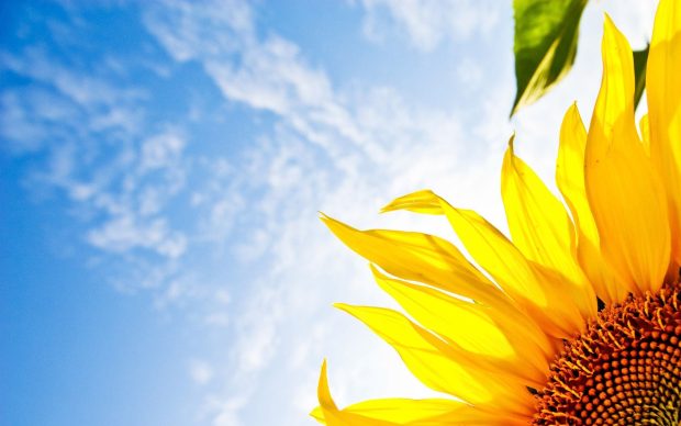 Desktop sunflower wallpapers.