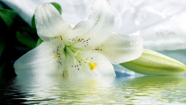 White Lily HD Desktop Background.