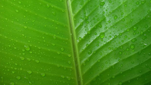 Dew drops on green leaf photography hd wallpaper 1920x1080.