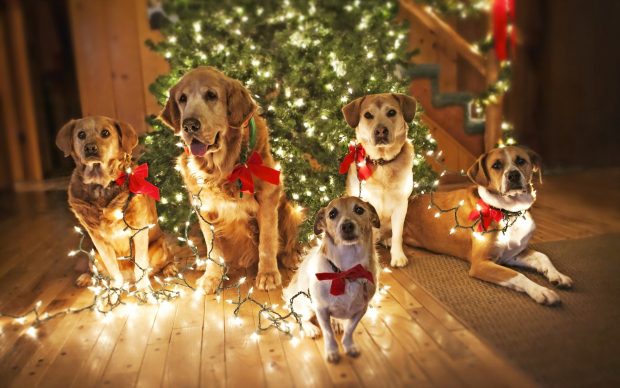 Dogs animals safe live christmas.