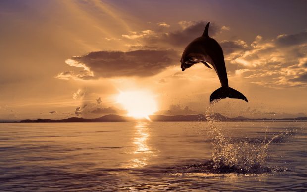 Dolphin sunrise pictures.