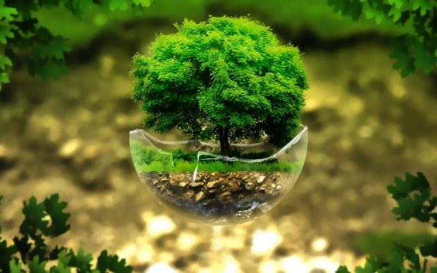 Download Bonsai Tree Image PIC.