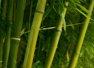 Download Free Bamboo Wallpapers.