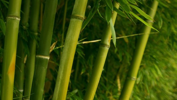 Download Free Bamboo Wallpapers.
