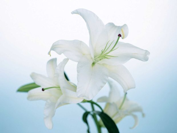 Download Free Lily Photos HD.