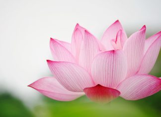 Download Free Lotus Wallpapers.