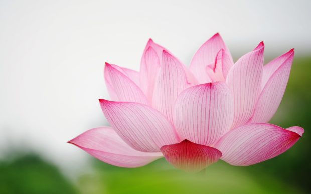 Download Free Lotus Wallpapers.