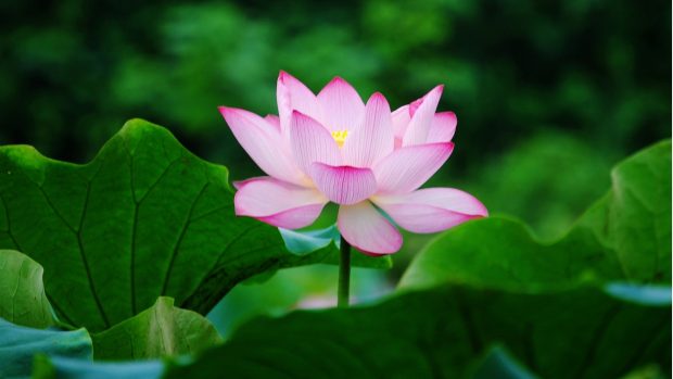 Download HD Lotus Backgrounds.