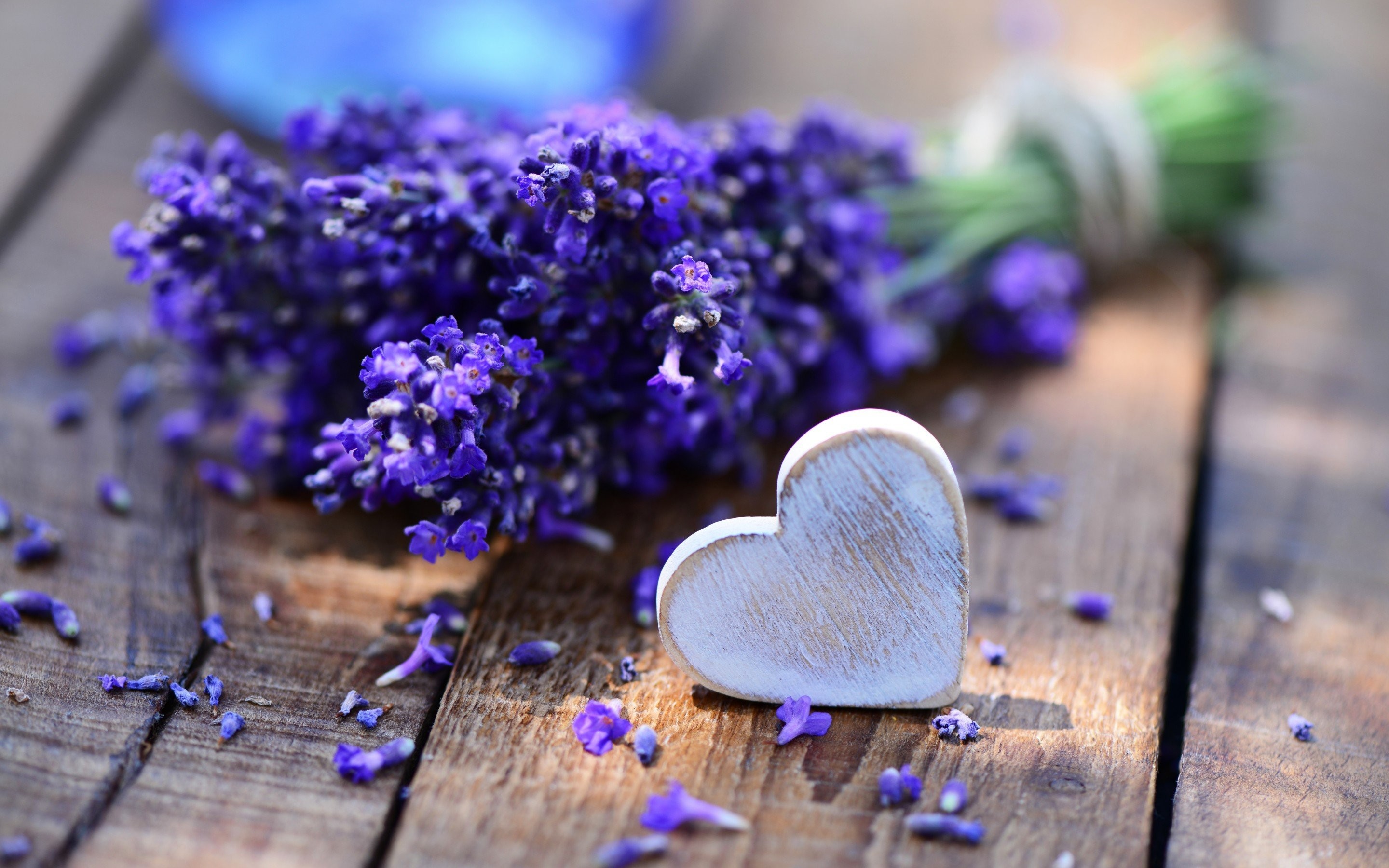 Download Free Lavender Flower Backgrounds | PixelsTalk.Net