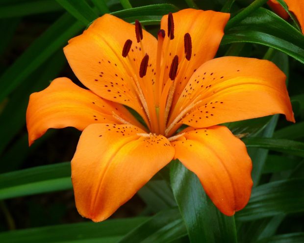 Download Lily Backgrounds HD.