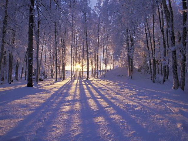 Download Winter Iphone Wallpaper Free