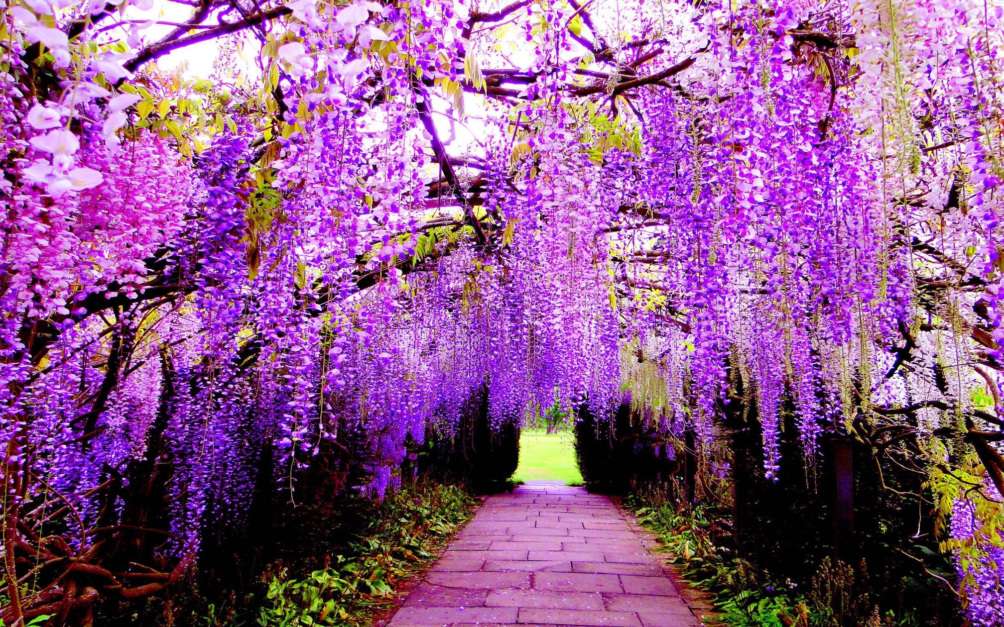 Wisteria Wallpapers Hd Download Pixelstalk Net