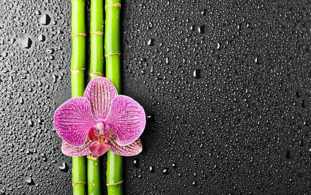 Download flower bamboo images.