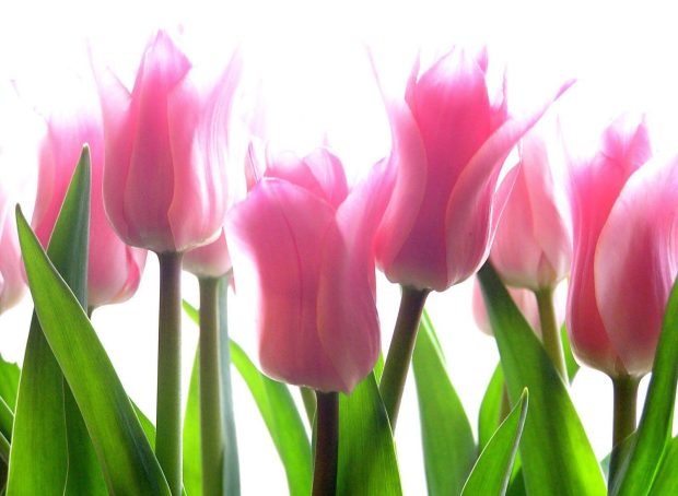 Download free Pink Tulips Flower Wallpaper 1