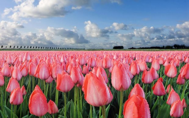Download free Pink Tulips Flower Wallpaper 2