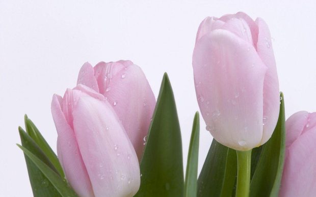 Download free Pink Tulips Flower Wallpaper 3