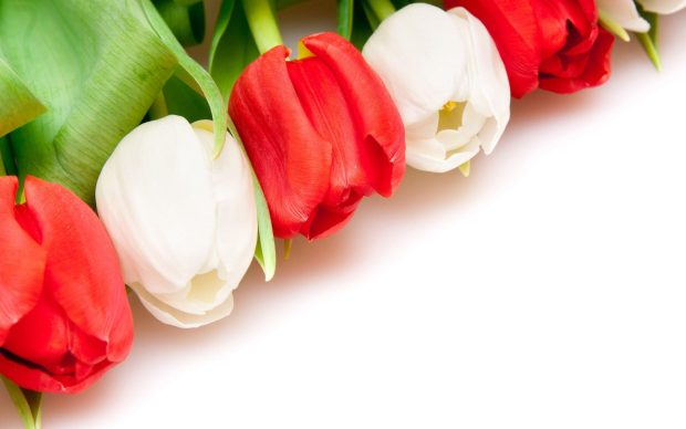 Download free Tulips Flower Wallpaper 1