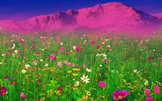 Download free Wallpaper Field of Flowers 1.